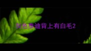 灰色泰迪背上有白毛