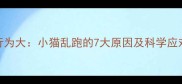 猫咪行为大小猫乱跑的7大原因及科学应对指南