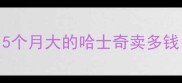 5个月大的哈士奇卖多钱