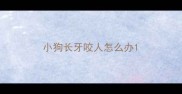 小狗长牙咬人怎么办