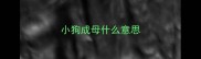 小狗成母什么意思