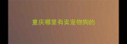 重庆哪里有卖宠物狗的