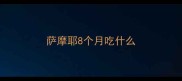 萨摩耶8个月吃什么