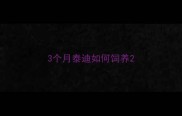 3个月泰迪如何饲养