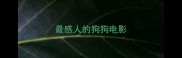 最感人的狗狗电影
