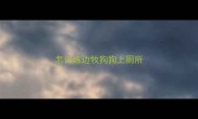 怎训练边牧狗狗上厕所