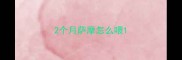 2个月萨摩怎么喂