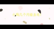 小狗几个月能去毛