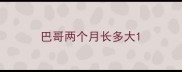 巴哥两个月长多大