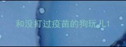 和没打过疫苗的狗玩儿
