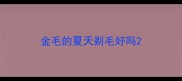 金毛的夏天剃毛好吗