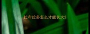 拉布拉多怎么才能长大
