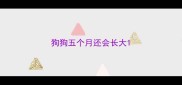 狗狗五个月还会长大