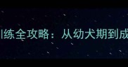 边境牧羊犬如厕训练全攻略从幼犬期到成犬的5大科学方法