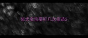 柴犬宝宝要打几次疫苗