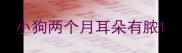 小狗两个月耳朵有脓