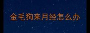 金毛狗来月经怎么办