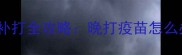 核心免疫期不容错过狗狗疫苗补打全攻略晚打疫苗怎么办如何科学补种保护爱犬健康