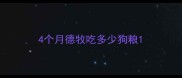 4个月德牧吃多少狗粮