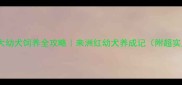 三个月大幼犬饲养全攻略来洲红幼犬养成记附超实用清单