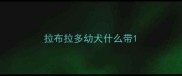 拉布拉多幼犬什么带