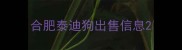 合肥泰迪狗出售信息