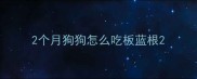 2个月狗狗怎么吃板蓝根