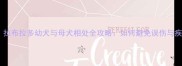 新手必看拉布拉多幼犬与母犬相处全攻略如何避免误伤与疾病隐患