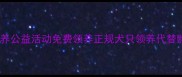 厦门宠物领养公益活动免费领养正规犬只领养代替购买全攻略