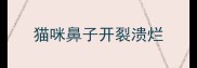 猫咪鼻子开裂溃烂