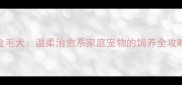 金毛犬温柔治愈系家庭宠物的饲养全攻略