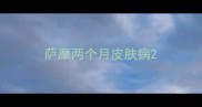 萨摩两个月皮肤病