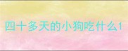 四十多天的小狗吃什么
