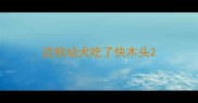 边牧幼犬吃了快木头