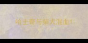 哈士奇与柴犬混血