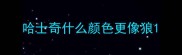 哈士奇什么颜色更像狼
