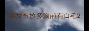 黑拉布拉多胸前有白毛