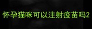 怀孕猫咪可以注射疫苗吗