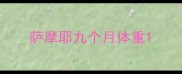 萨摩耶九个月体重