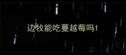 边牧能吃蔓越莓吗