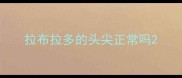拉布拉多的头尖正常吗