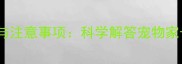 狗狗磨牙的黄金期与注意事项科学解答宠物家长必看的护牙指南