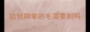 边牧脚掌的毛需要剃吗