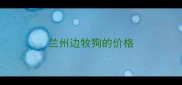 兰州边牧狗的价格