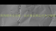 5个月大狗狗喂养全攻略幼犬黄金期这样养出健康好体质