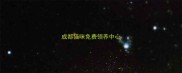 成都猫咪免费领养中心