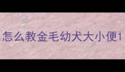 怎么教金毛幼犬大小便