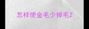 怎样使金毛少掉毛