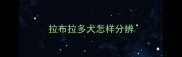 拉布拉多犬怎样分辨