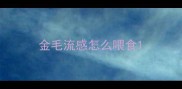 金毛流感怎么喂食